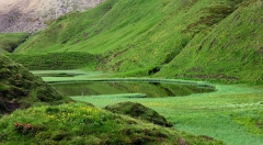 Green Alpine Swamp
