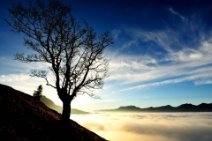 Tree Above Fog
